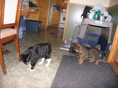 Bullet and Sporty the cat